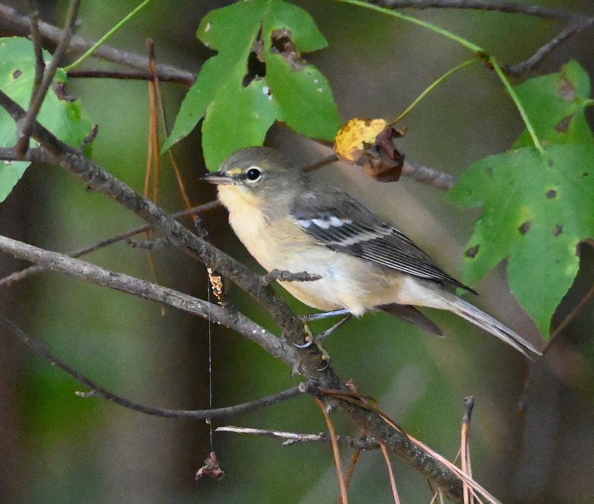 Pine Warbler - ML174540791