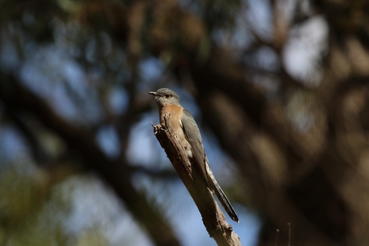 Fan-tailed Cuckoo - ML174540871