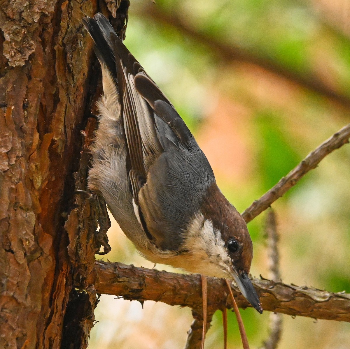 Brown-headed Nuthatch - ML174540931
