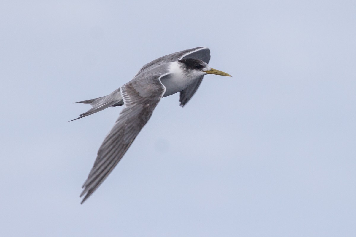 Great Crested Tern - Ramit Singal