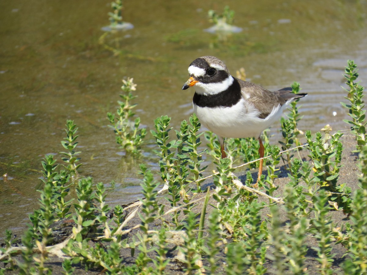 Common Ringed Plover - ML174545761