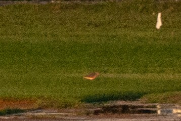 Buff-breasted Sandpiper - ML174546501