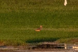 Buff-breasted Sandpiper - ML174546511