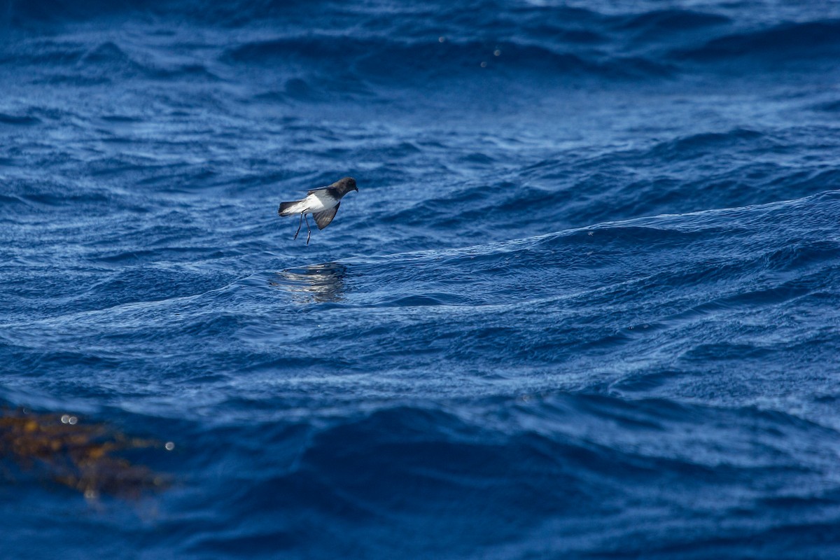 Gray-backed Storm-Petrel - Ramit Singal