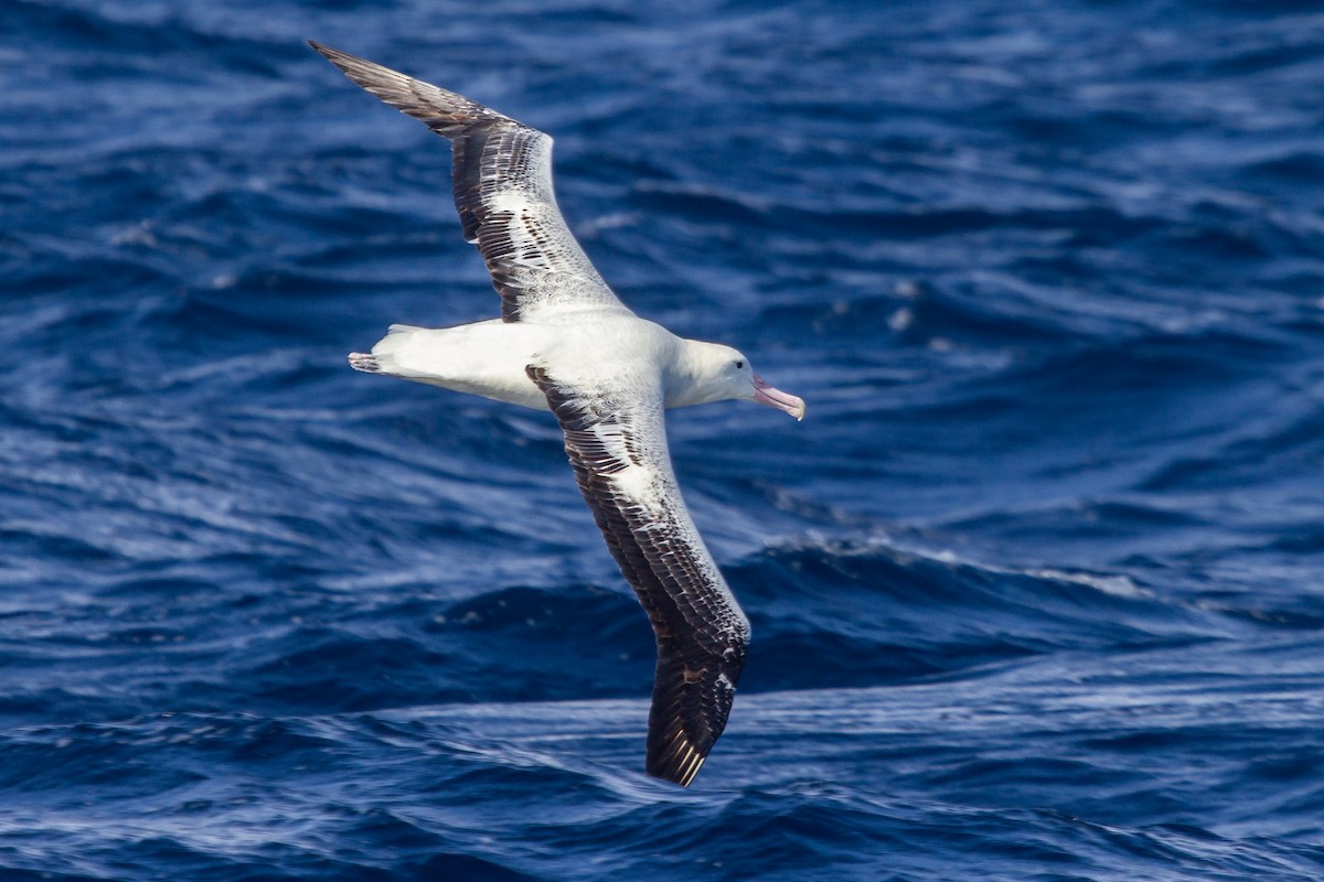 Southern Royal Albatross - Ramit Singal