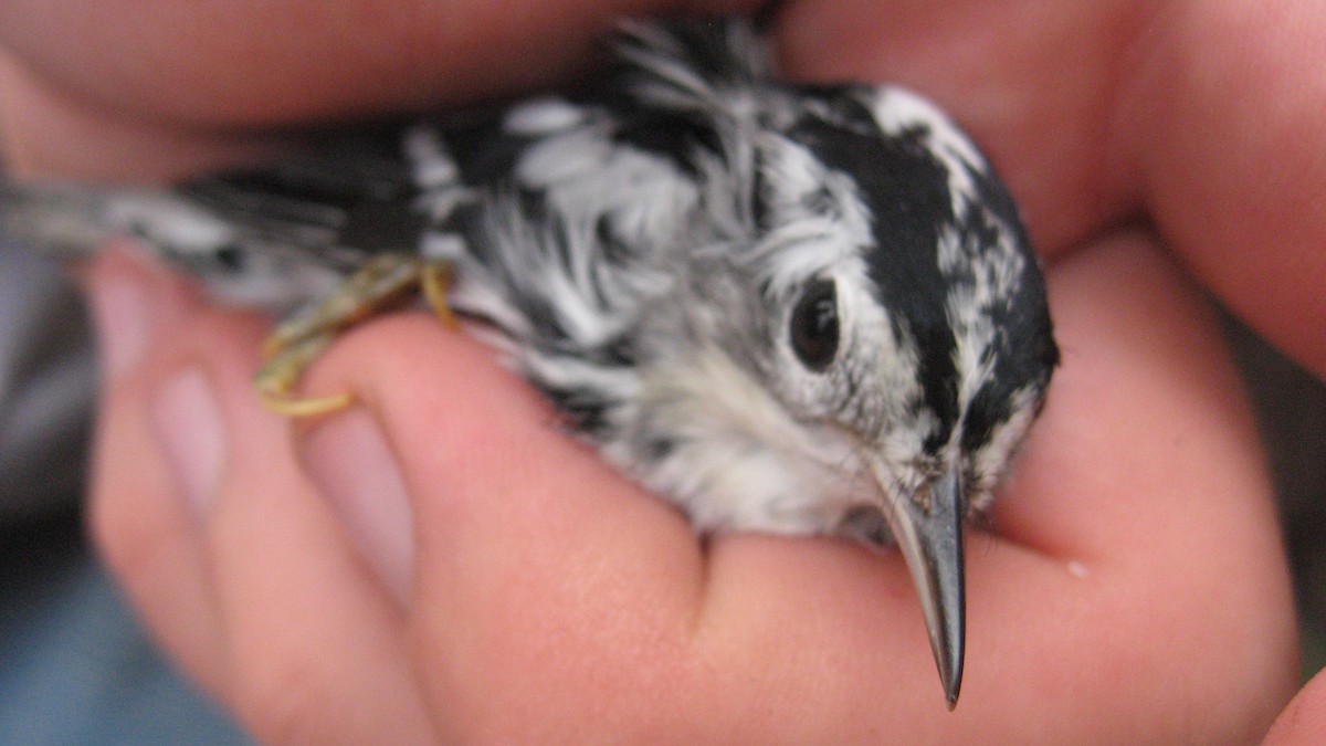 Black-and-white Warbler - ML174548681
