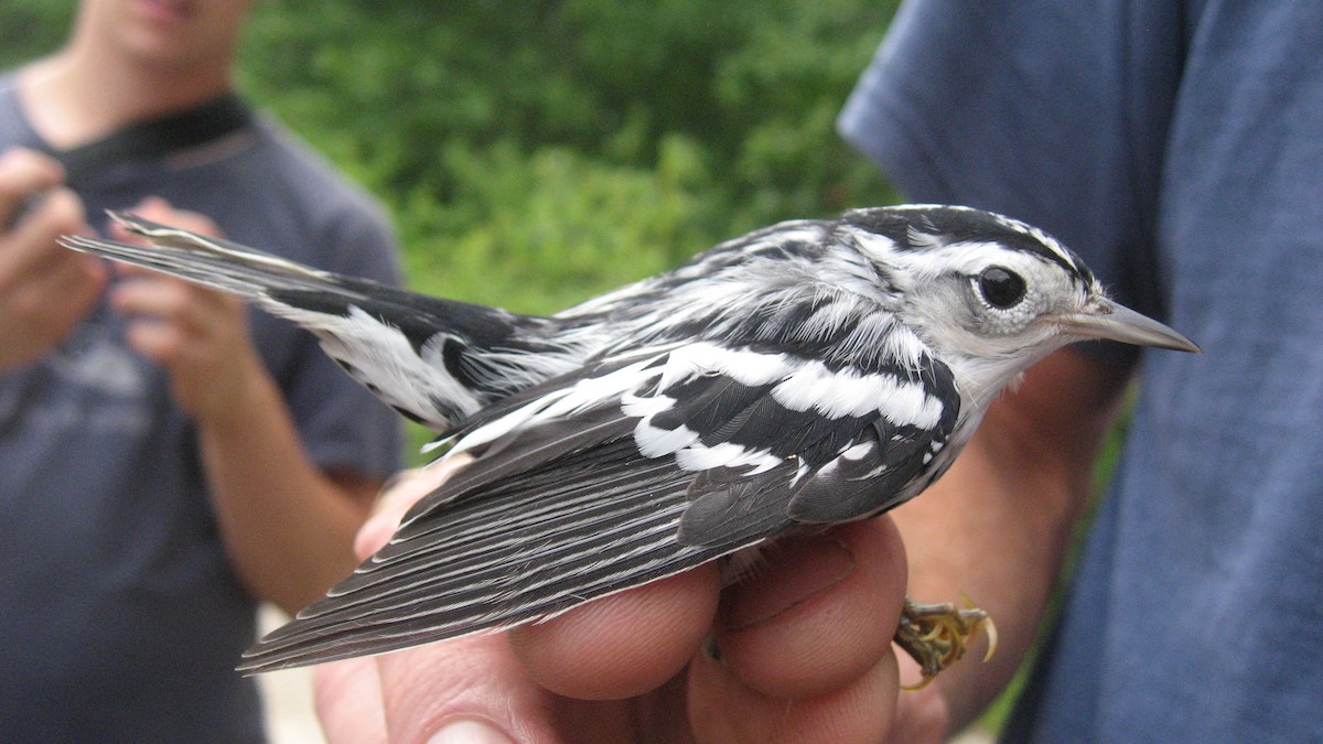 Black-and-white Warbler - ML174548691