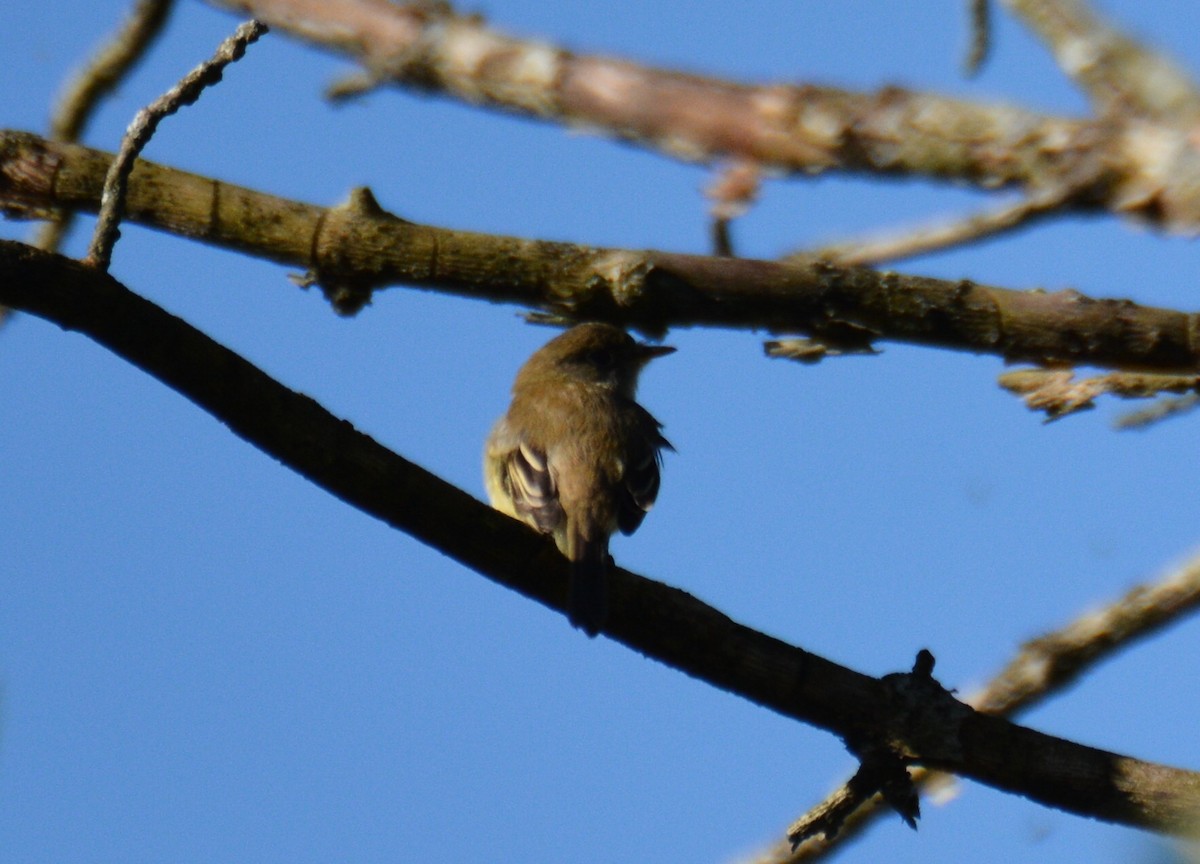 Alder Flycatcher - ML174548881