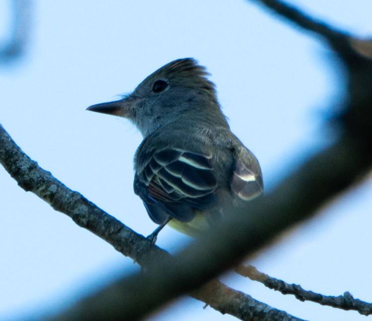 Great Crested Flycatcher - ML174549301