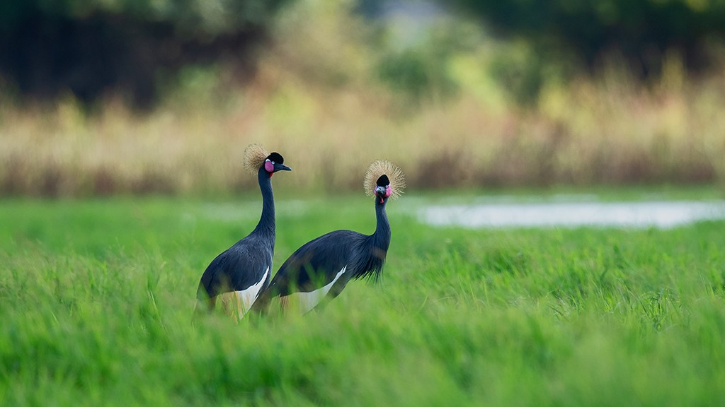 Black Crowned-Crane - ML174553481