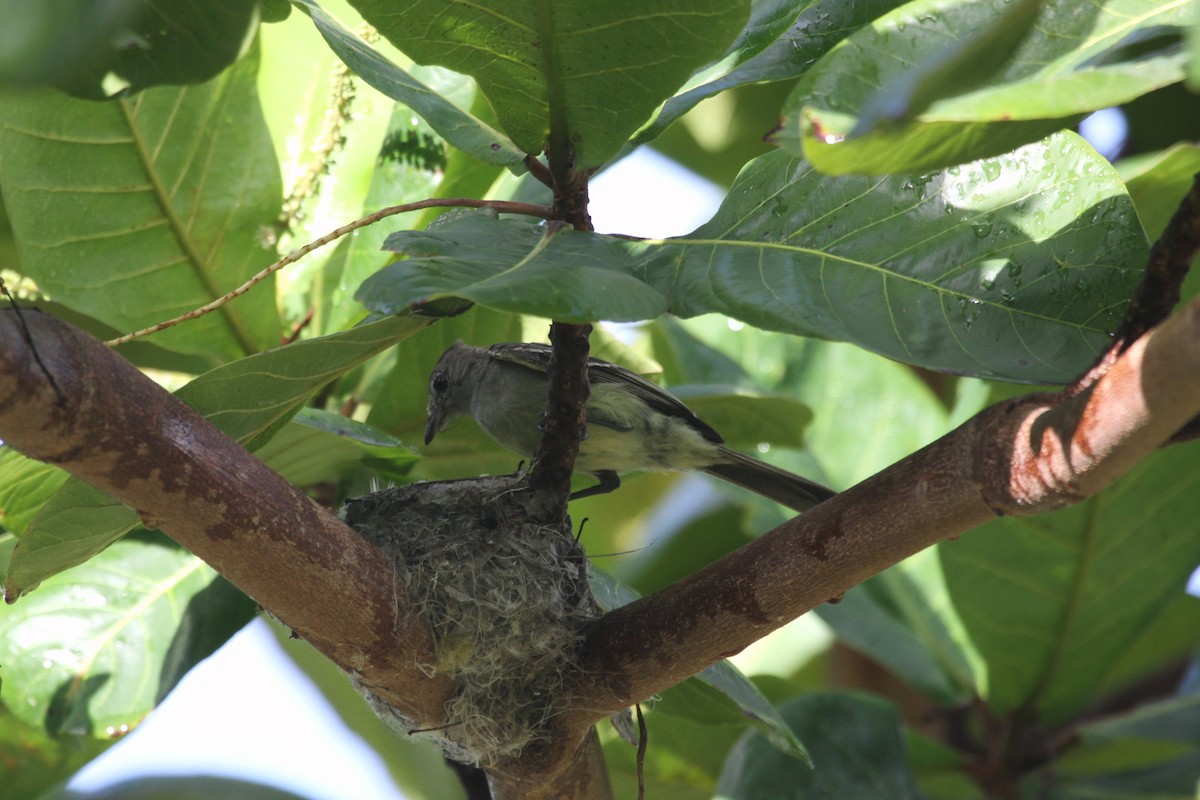 Yellow-bellied Elaenia - ML174554491