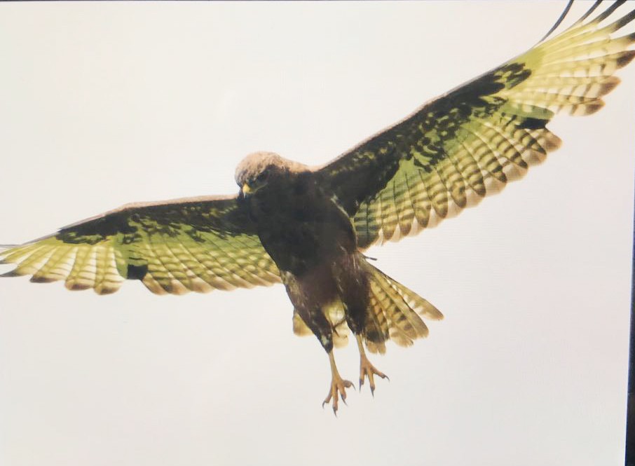 Common Buzzard - ML174554601