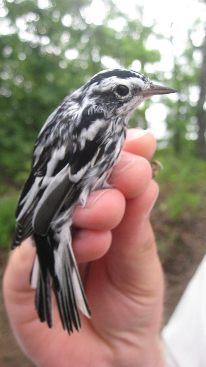 Black-and-white Warbler - ML174555221