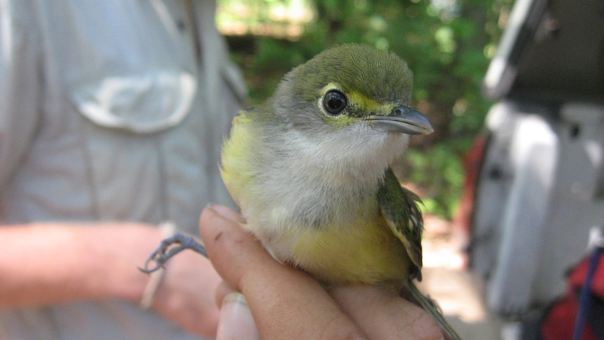 White-eyed Vireo - Tim Forrester