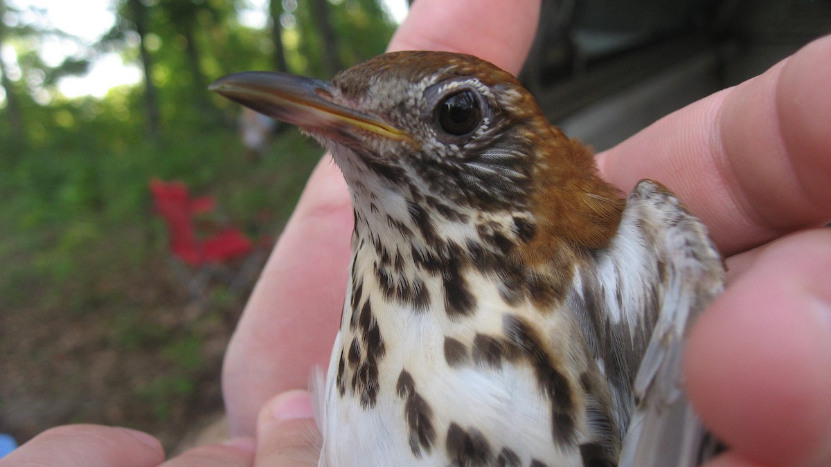 Wood Thrush - ML174557741