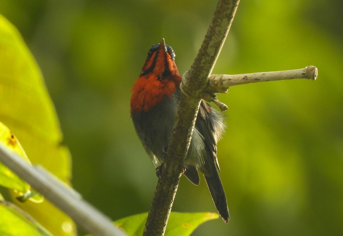 Crimson Sunbird - ML174558661