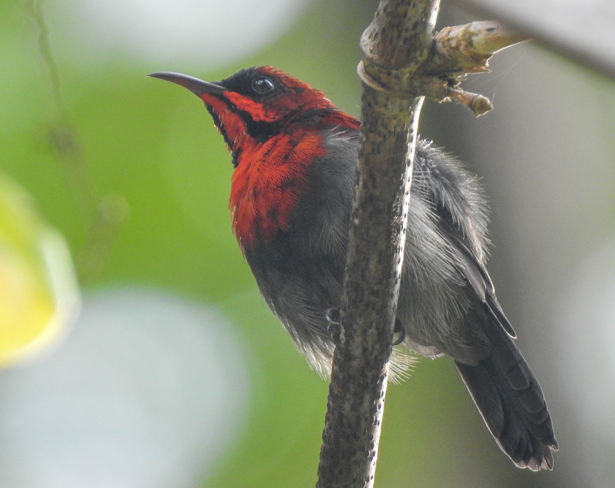 Crimson Sunbird - Pam Rasmussen