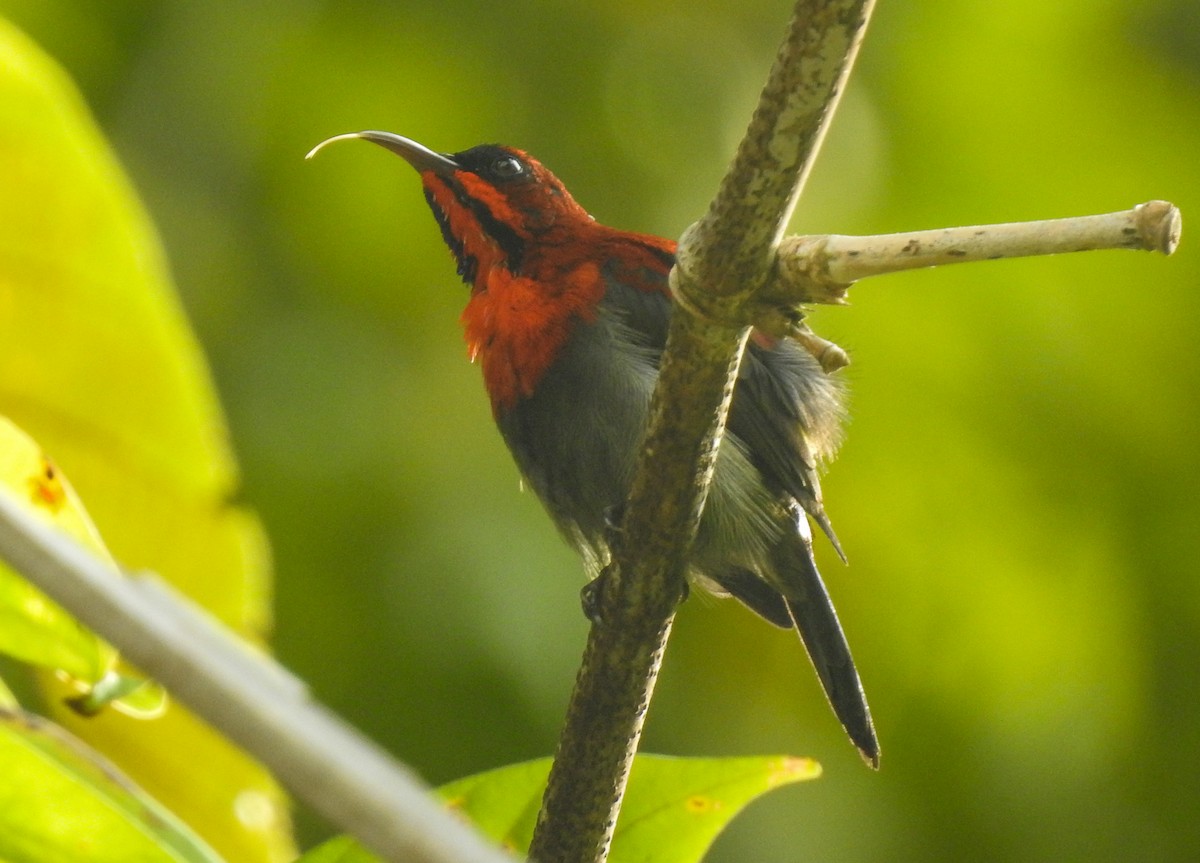 Crimson Sunbird - ML174558731