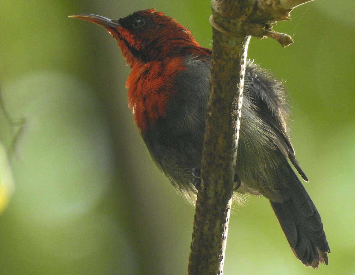 Crimson Sunbird - ML174558741