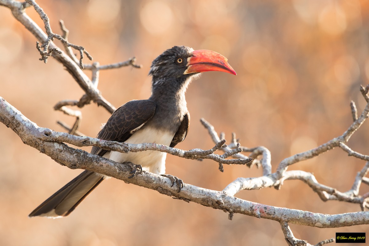 Crowned Hornbill - ML174559661