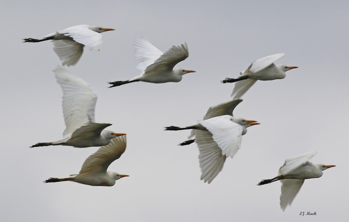 Western Cattle-Egret - ML174561181