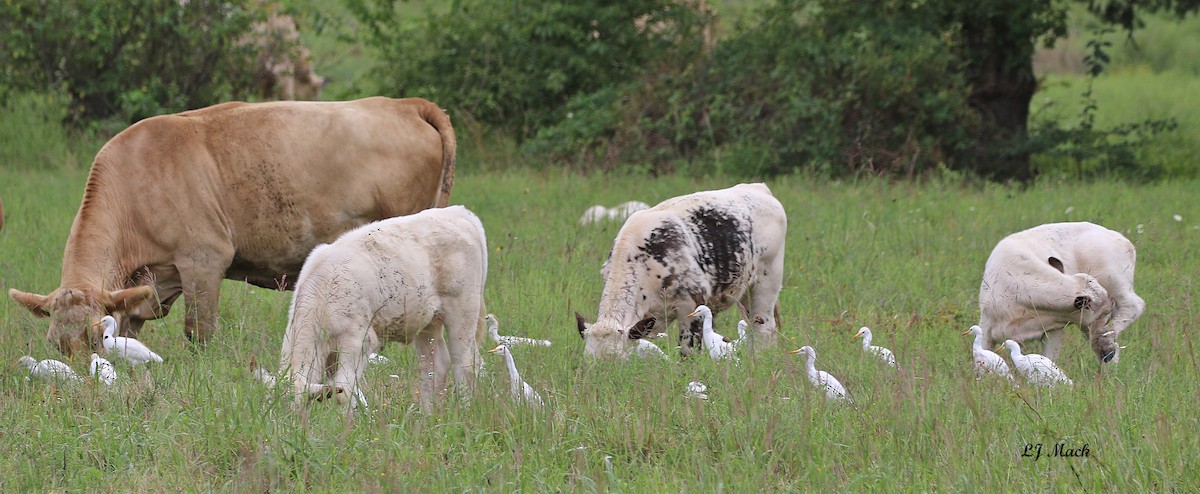 Western Cattle-Egret - ML174561191