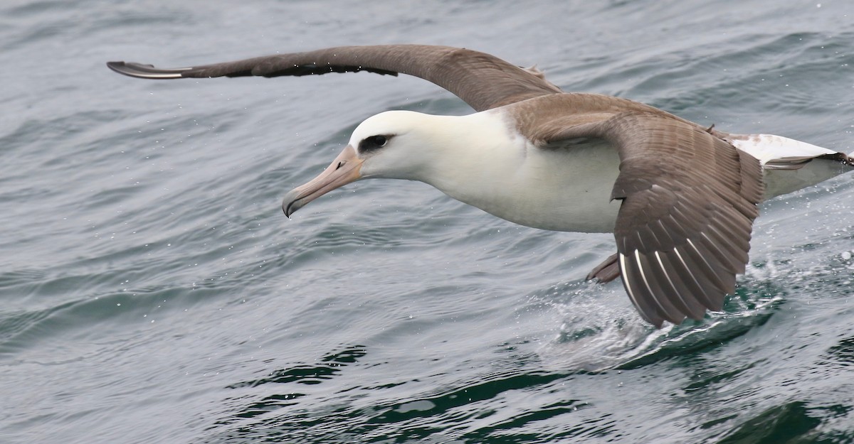 Laysan Albatross - Jonah  Benningfield