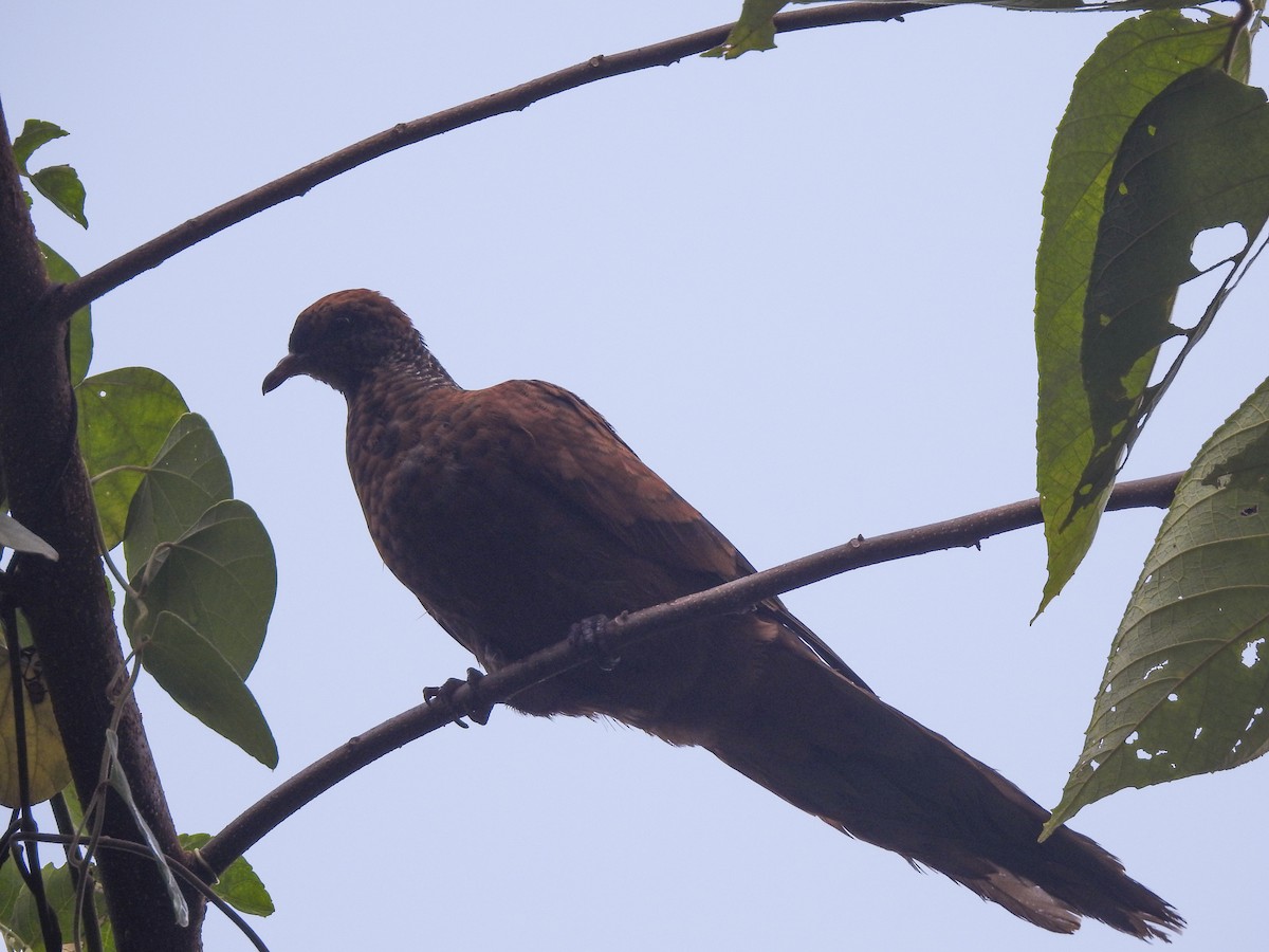 Barusan Cuckoo-Dove - Pam Rasmussen