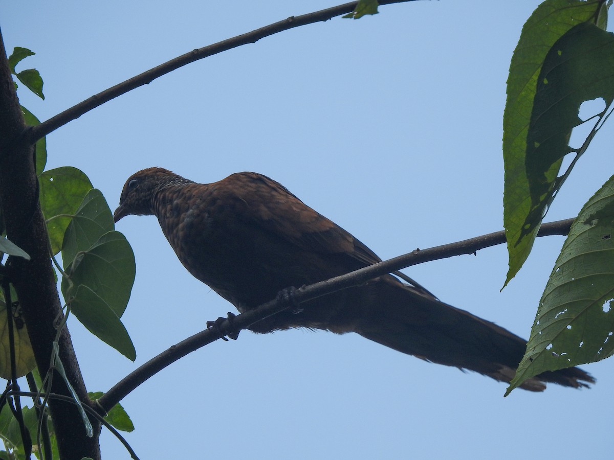 Barusan Cuckoo-Dove - Pam Rasmussen