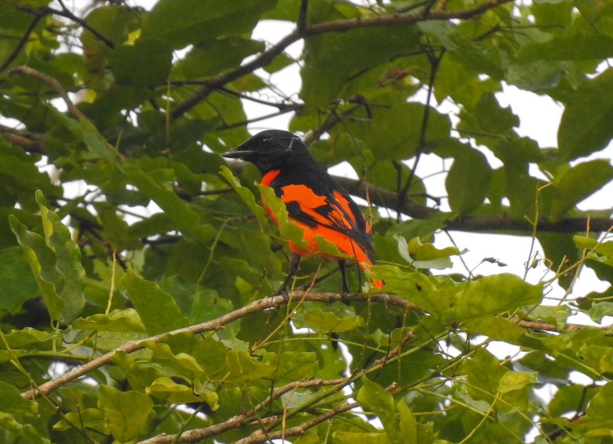 Scarlet Minivet - ML174561891