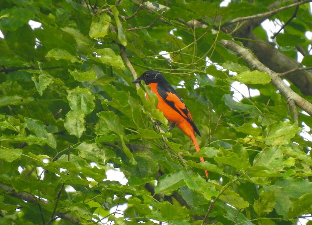 Scarlet Minivet - ML174561931