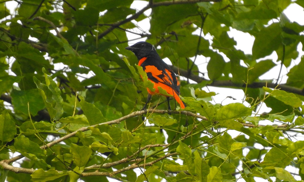 Scarlet Minivet - Pam Rasmussen