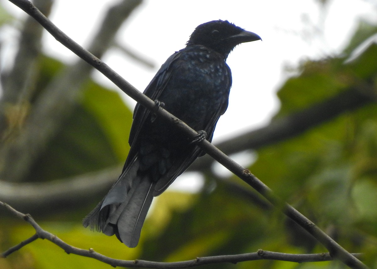 dragedrongo - ML174561981