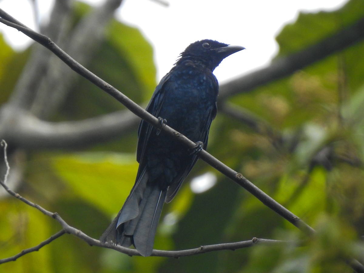 Greater Racket-tailed Drongo - Pam Rasmussen