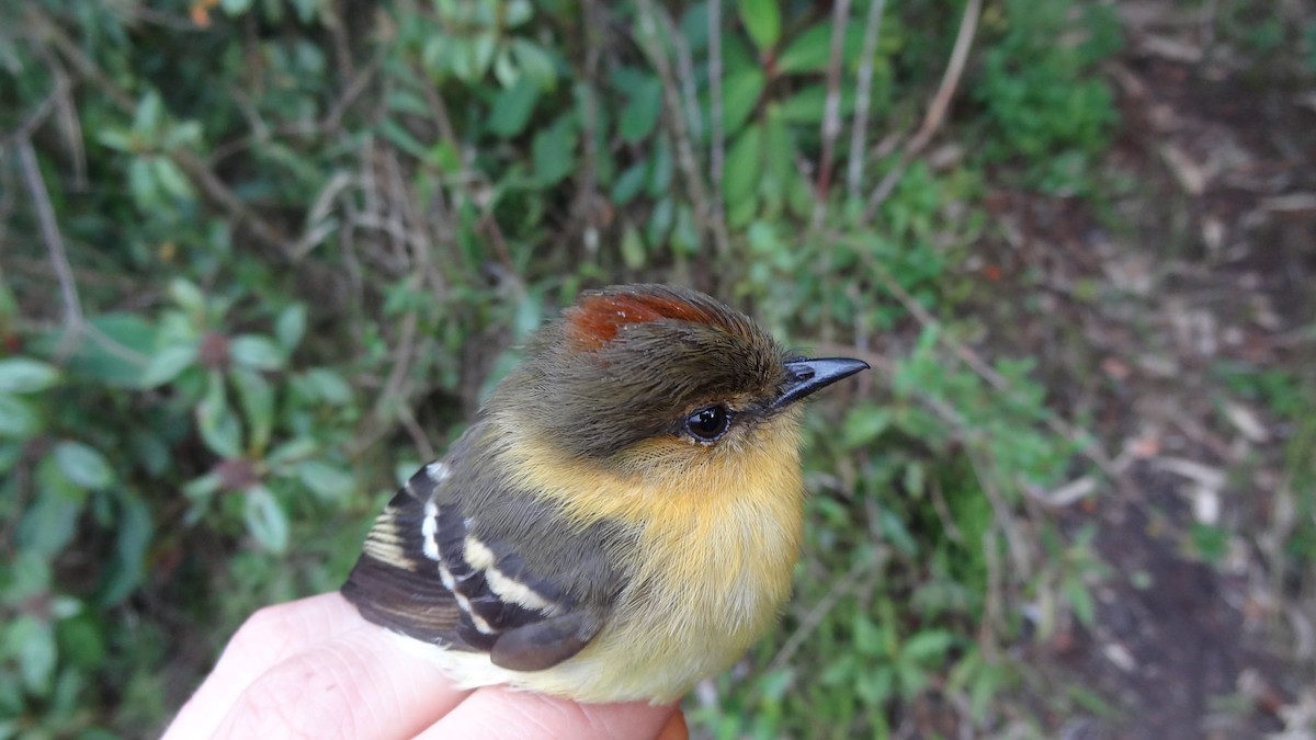 Ochraceous-breasted Flycatcher - Tim Forrester