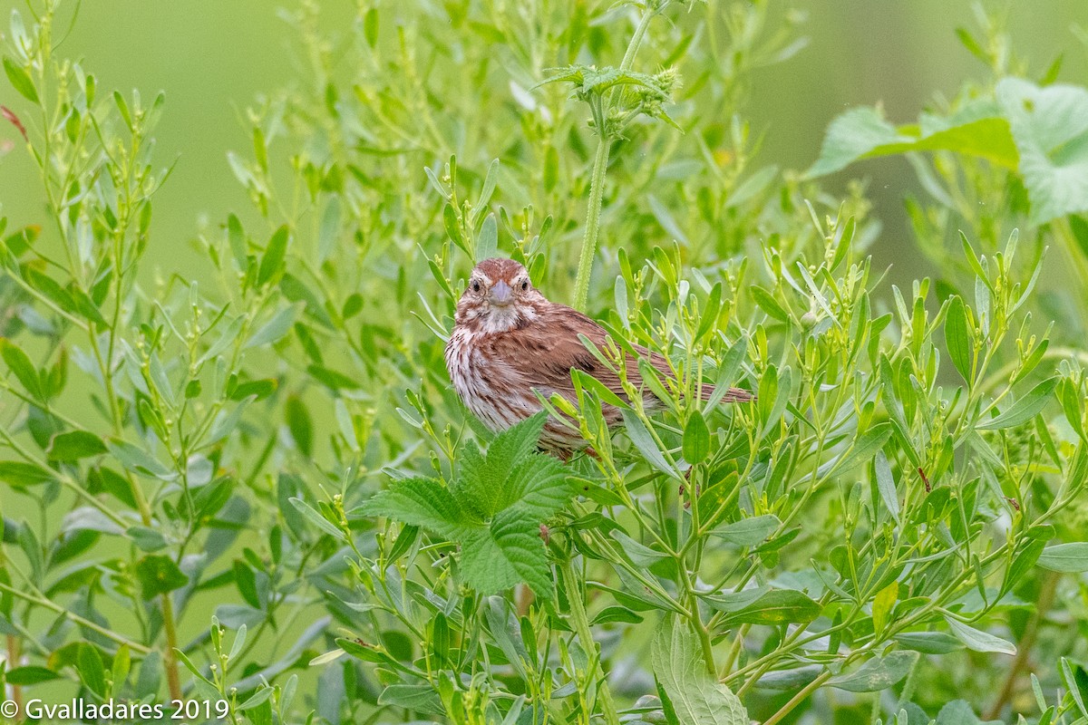 Song Sparrow - ML174563061