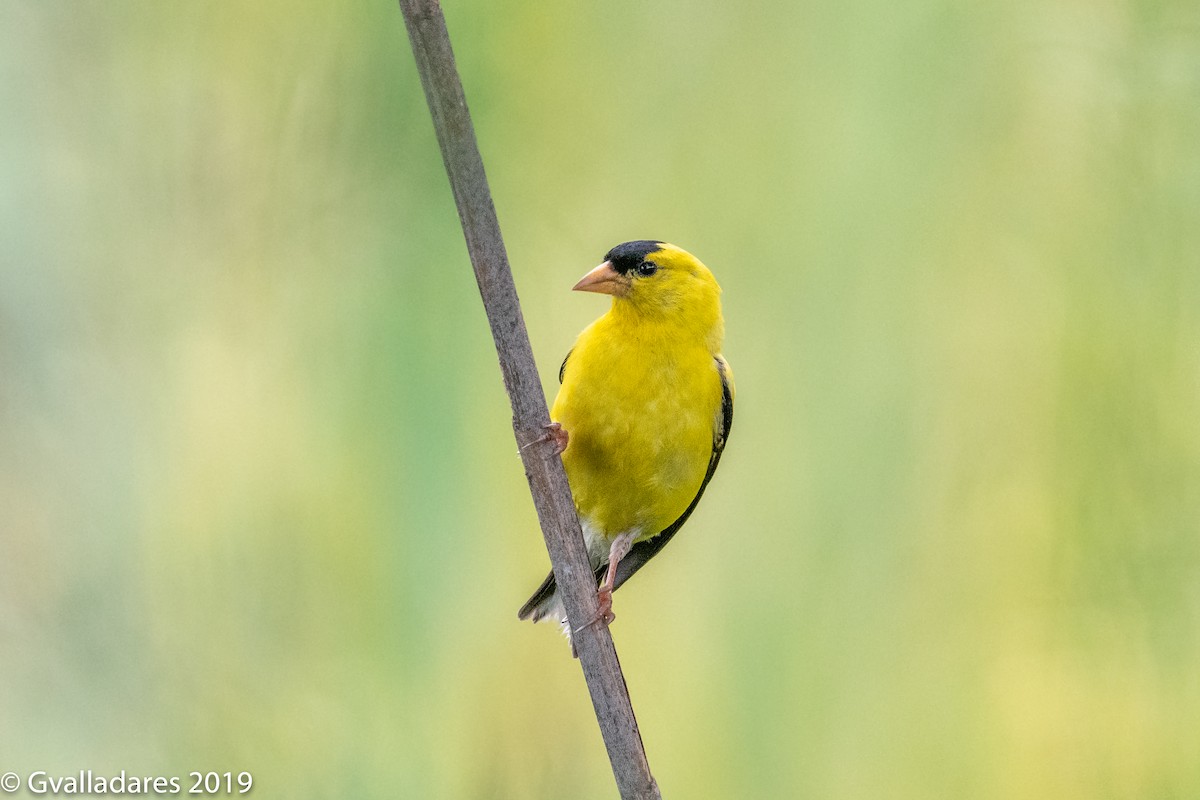 American Goldfinch - ML174563091