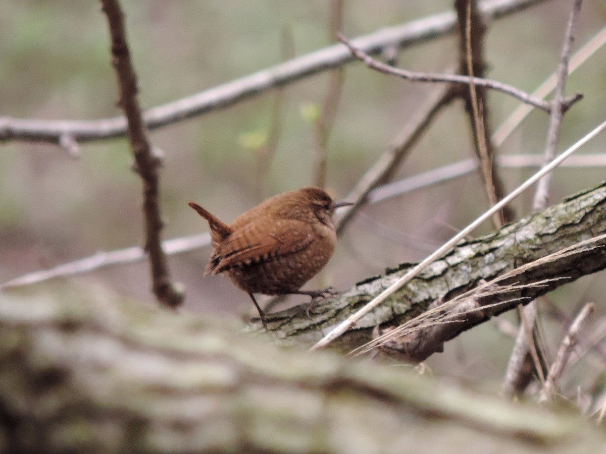 Winter Wren - ML174563161