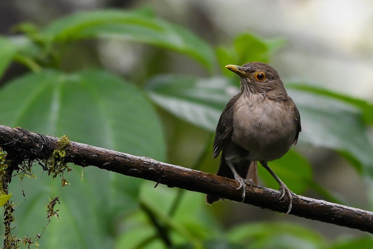 Ecuadorian Thrush - Ben Sanders