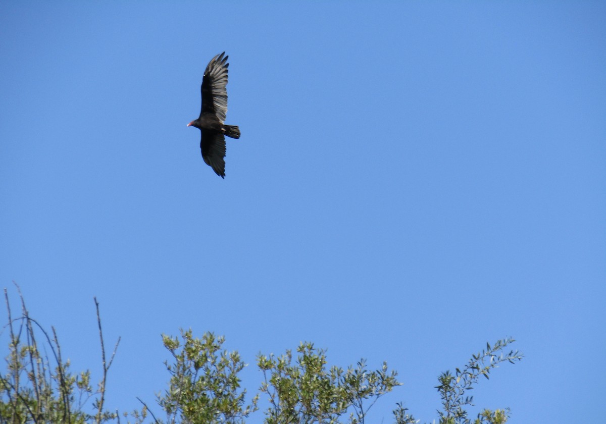 Turkey Vulture - A Zerbe
