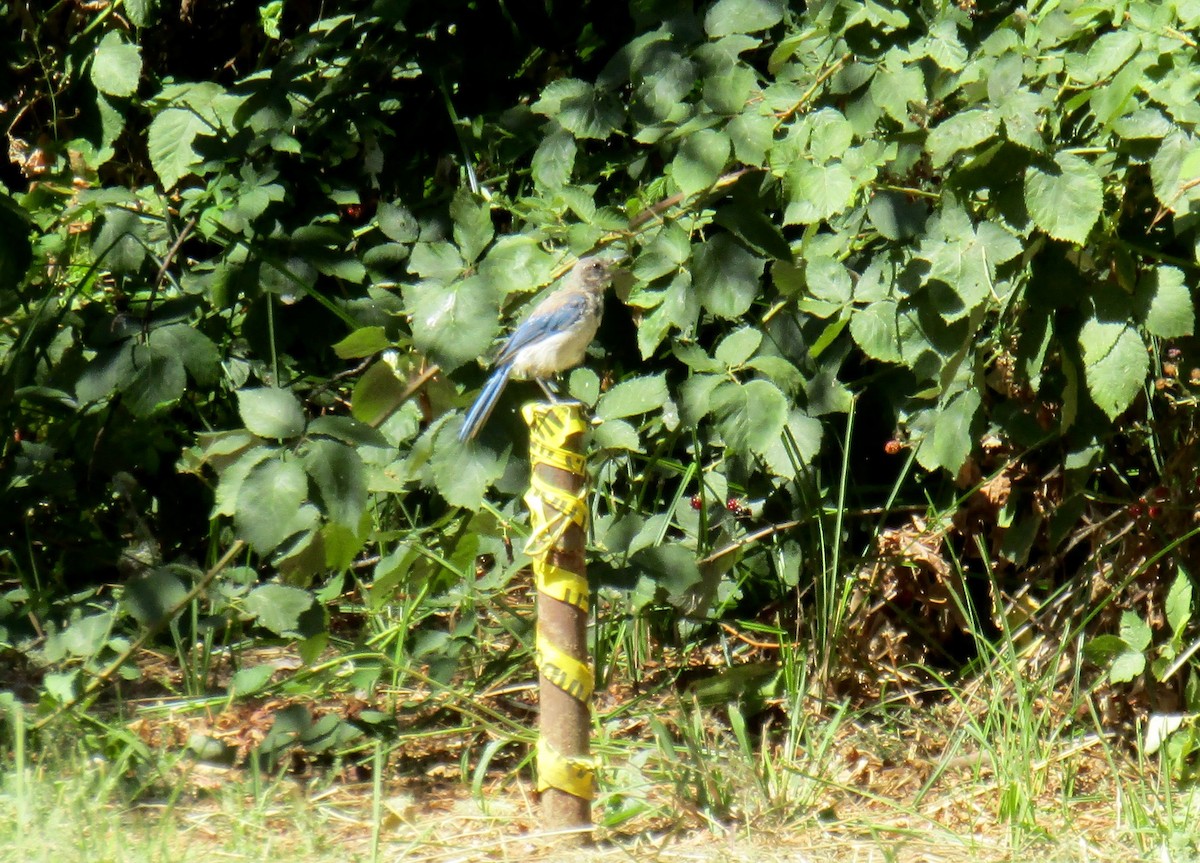 California Scrub-Jay - ML174564471