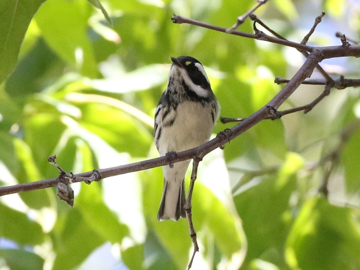 Black-throated Gray Warbler - ML174565111