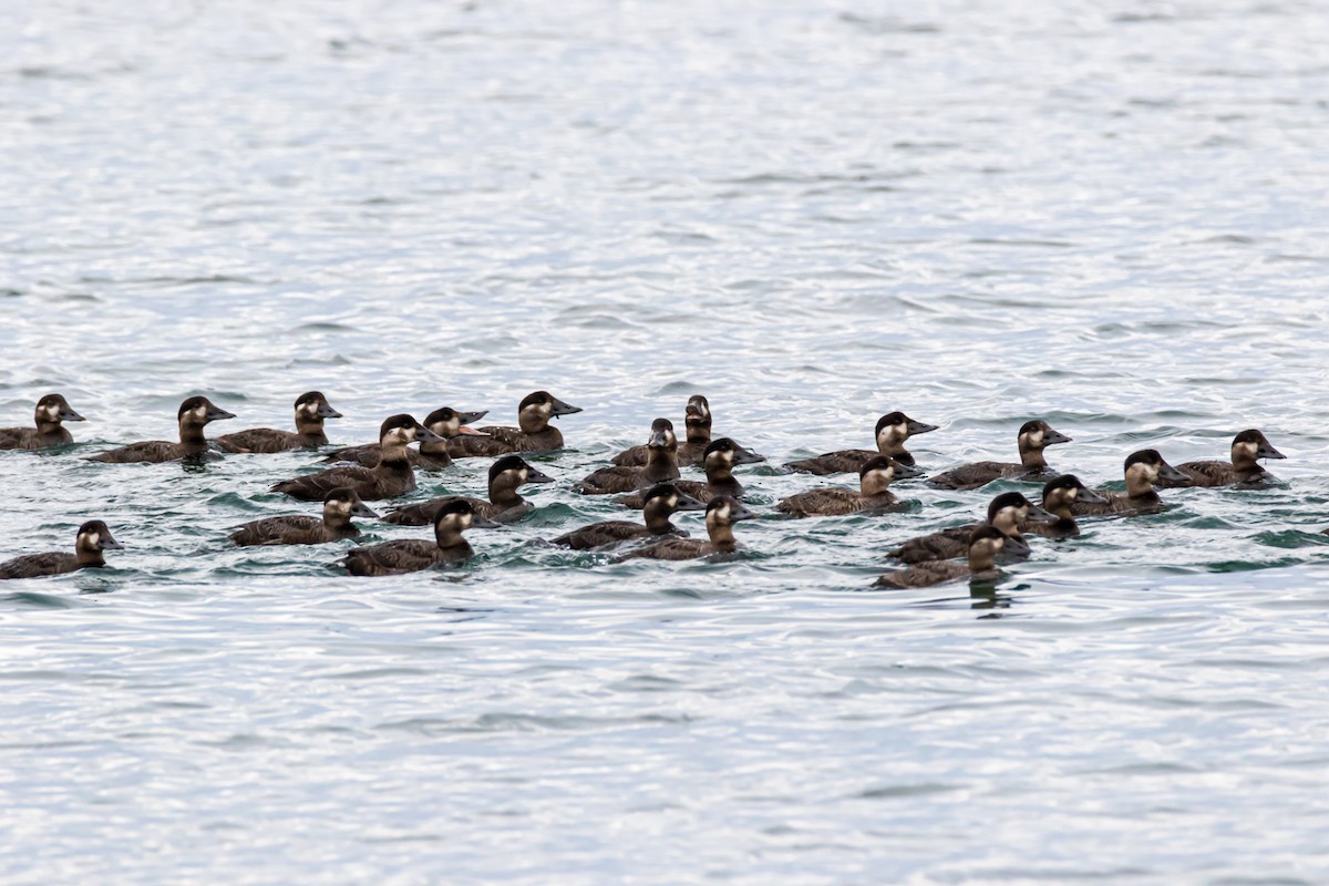 Surf Scoter - ML174565671