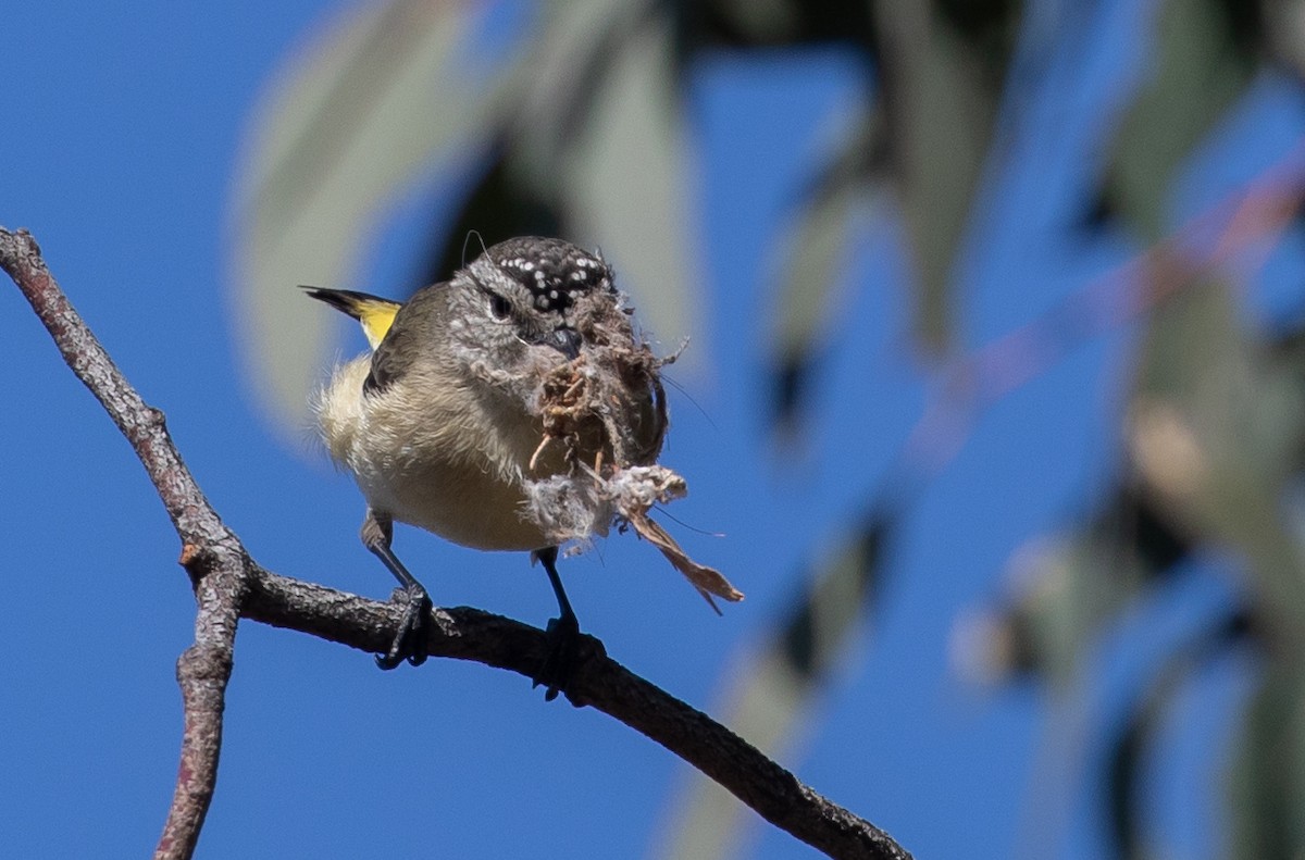 Yellow-rumped Thornbill - ML174566181