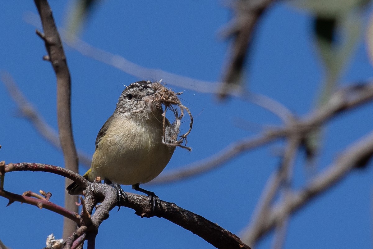 Yellow-rumped Thornbill - ML174566191
