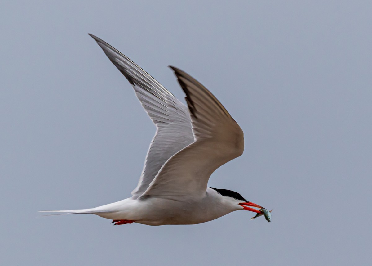 Common Tern - Luc Tremblay