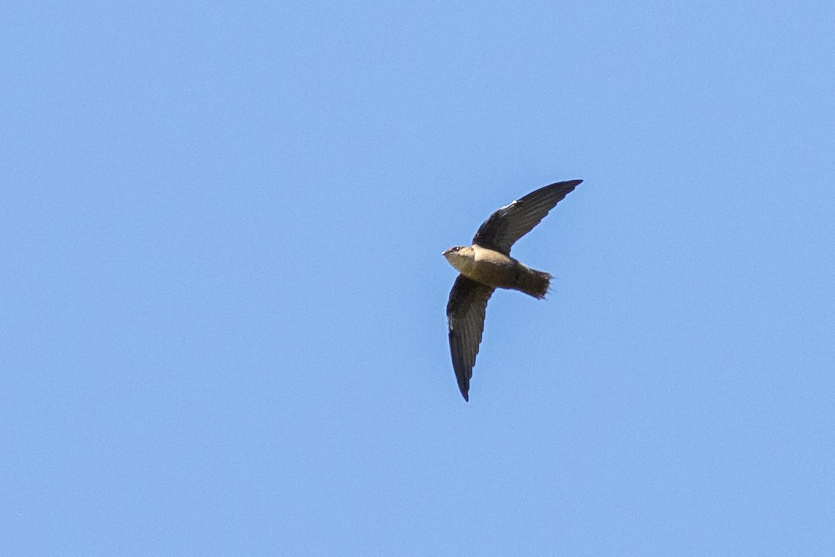 Chimney Swift - Tom Blevins