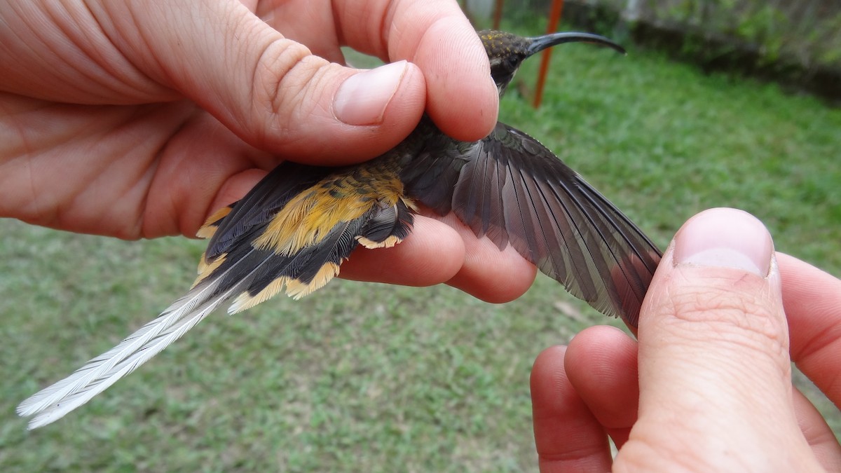 Ржавчатый колибри-отшельник - ML174572241