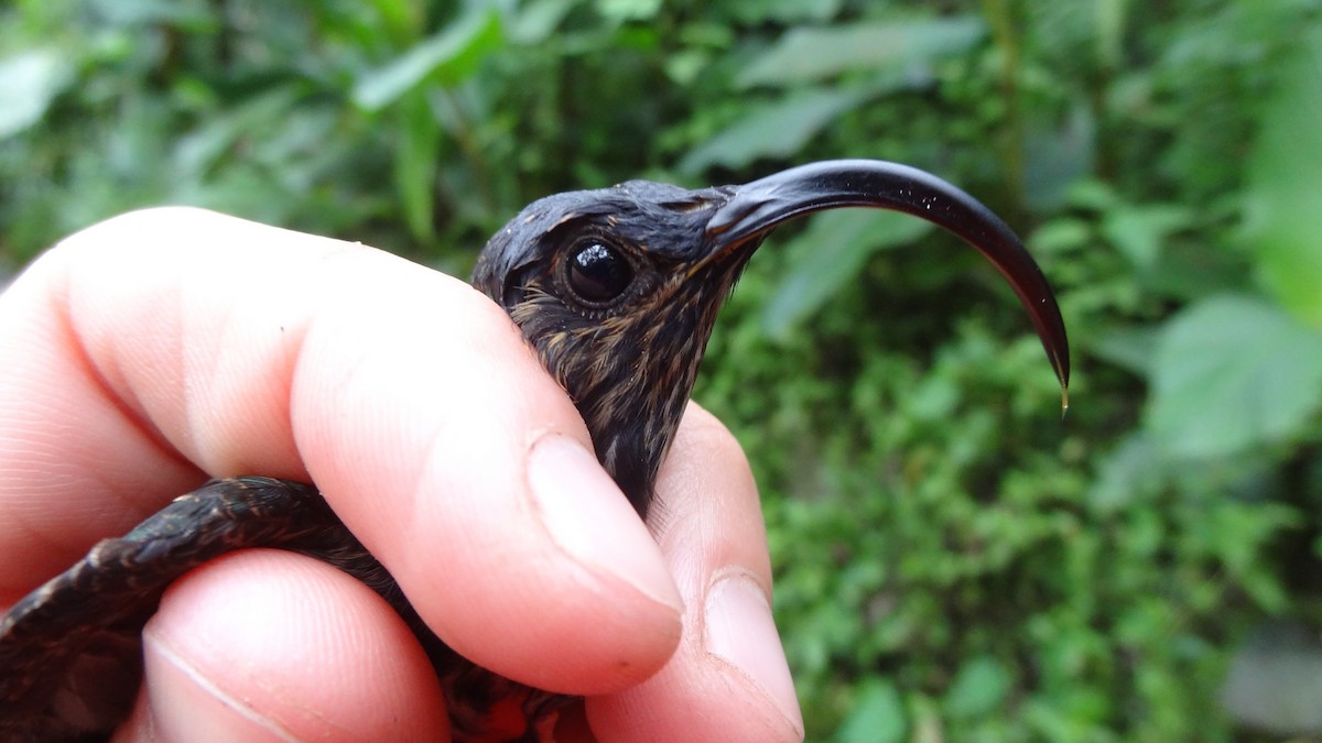 White-tipped Sicklebill - ML174572401