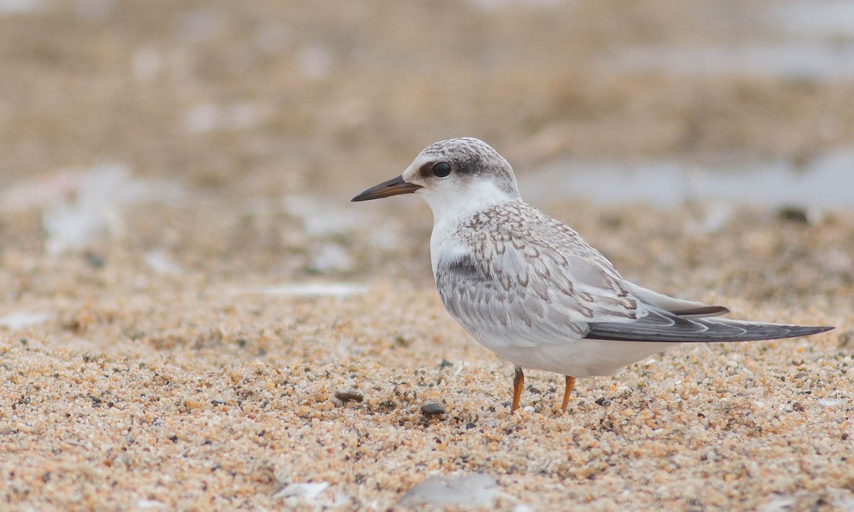 Least Tern - ML174575121